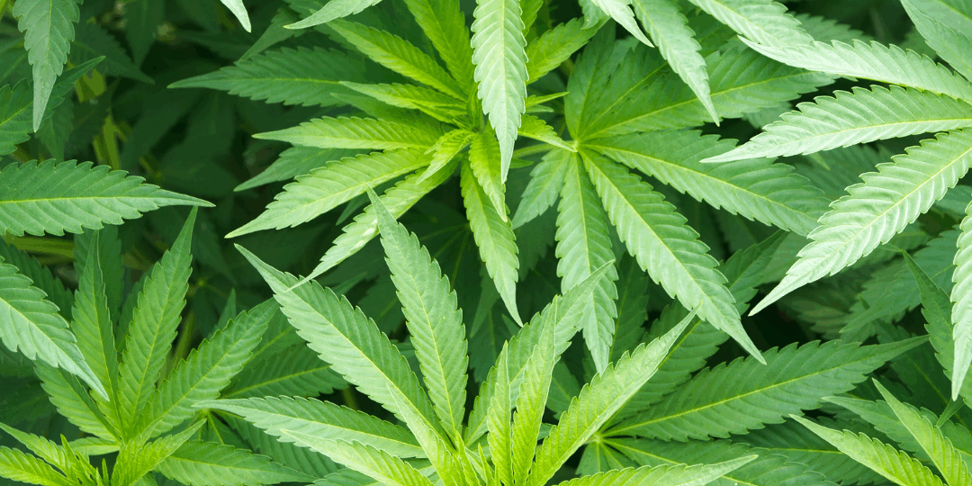 Delta P CBD