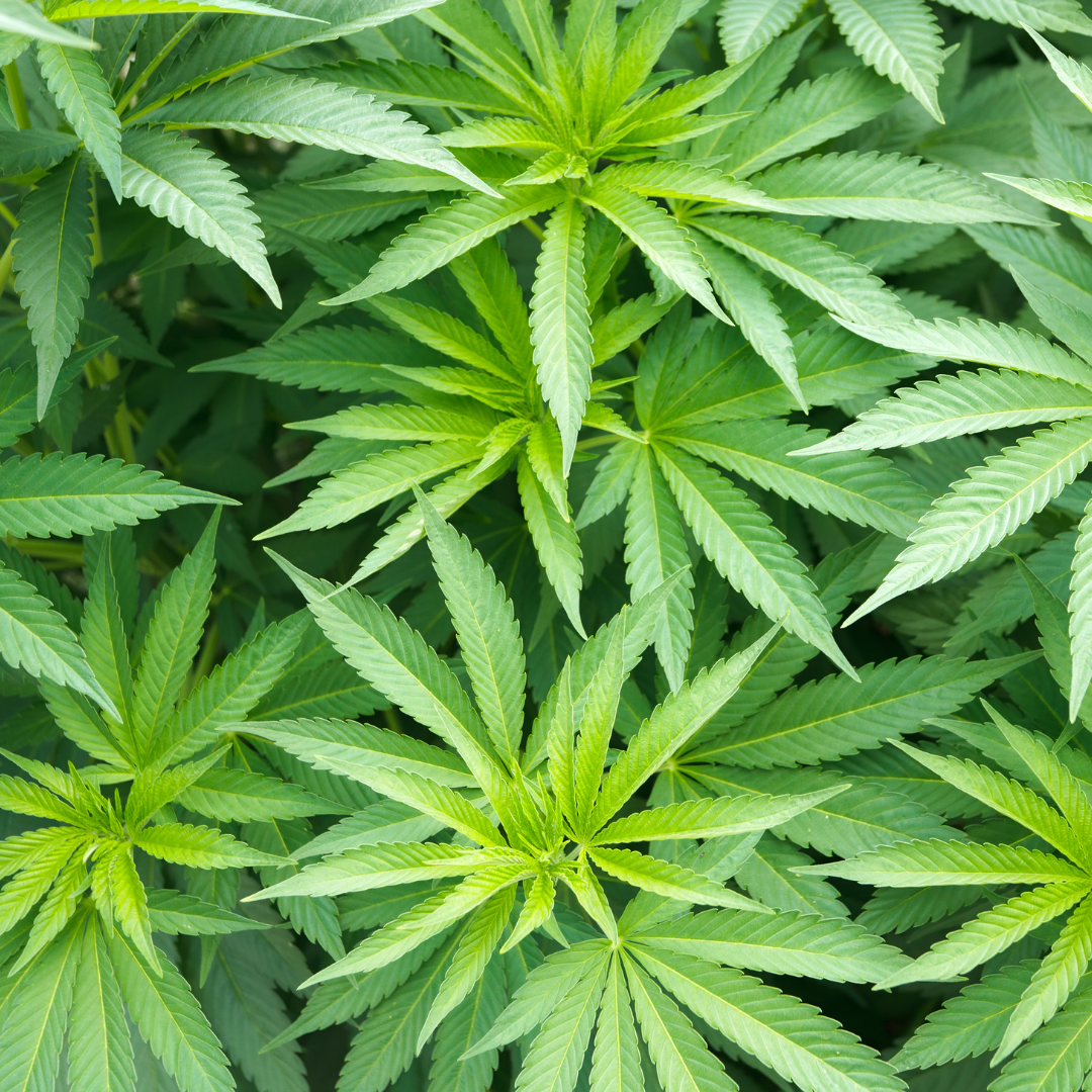 Delta P CBD