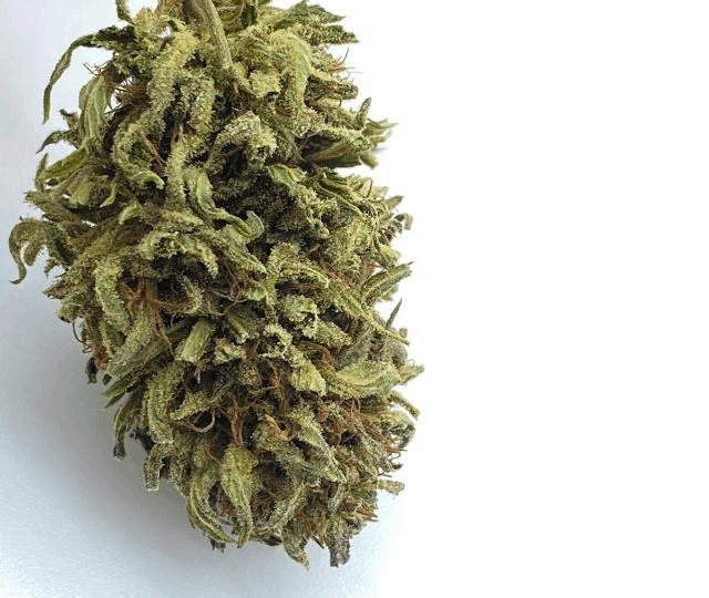 Fleur CBD bioponique