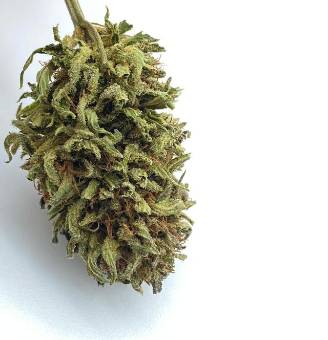 Fleur CBD bioponique