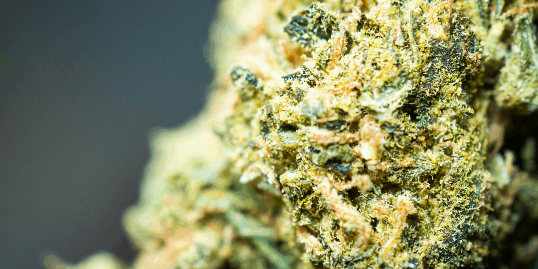 THC reste-t-il détectable dans les cheveux